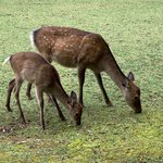 Deer | Photo taken by peter e