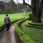 Botanic Gardens - Green & lush  | Photo taken by Rachael W