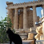 Acropolis Cat and Parthenon | Photo taken by Tom B