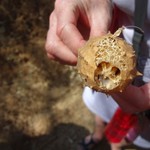 Natural cleaner (like luffa), Forest of Pomac | Photo taken by Bev D