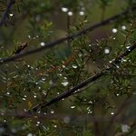 Photo taken by Linnaea M