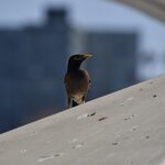 Photo taken by Linnaea M