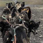 Our Dogs | Photo taken by florence P