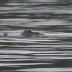 A sneaky caiman | Photo taken by Wendy D