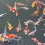 Fish | Photo taken by peter e
