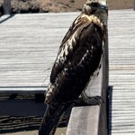 Photo taken by Narasimhachar P