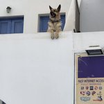 Lots of stray dogs here | Photo taken by Alexandra S