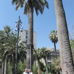 Chilean Wine Palms | Photo taken by Dave E