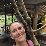 A tree full of big beetles | Photo taken by Brett F