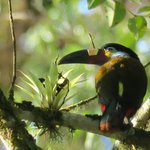 Plate-billed mountain toucan | Photo taken by Wendy D