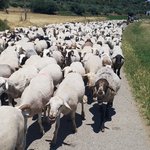 Goats on the move. | Photo taken by Carol P