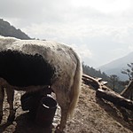 Milking a Yak | Photo taken by Karon C