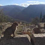 Delphi cat | Photo taken by Vickie B
