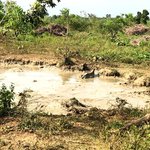 buffalo | Photo taken by Karyn R