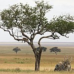 Leopard in the tree | Photo taken by Jonathan G