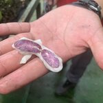 Raw cocoa bean | Photo taken by Diane B