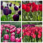 Photo taken by Shannon F