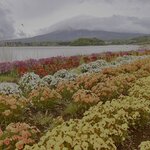 Photo taken by Kaya W