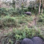 Rhino during Elephant Safari | Photo taken by matthew h