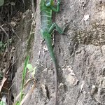 Chameleon | Photo taken by Sylvanna C