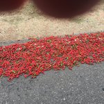 Drying chillies on the road. | Photo taken by Sylvanna C