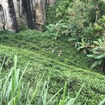 Honie in the tea field | Photo taken by Andrew H