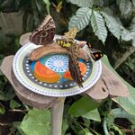 Photo taken by Jaya C