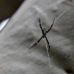 Photo taken by Linnaea M