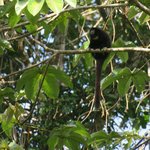 Collared titi or yellow handed titi | Photo taken by Wendy D