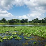 Lagoon, near Sigiriya | Photo taken by Andrew H