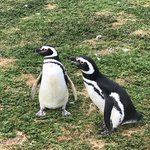 The Penguins | Photo taken by Melody B