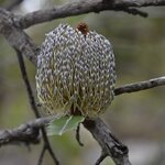 Photo taken by Linnaea M