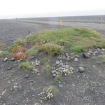 Turf and flower oasis on the black sand at Solheimasandur | Photo taken by Werner B