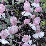 Photo taken by Cara W