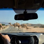 Camel crossing on the road to Petra | Photo taken by Valerie M