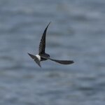 Photo taken by Joyce C