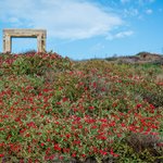 Red bougainvillea at Temple of Apollo | Photo taken by David B