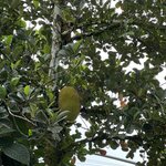 Photo taken by Jaya C