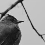 Dark pewee | Photo taken by Wendy D