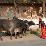 Naan bread is a favorite of sacred cows street scene, Jaisalmer | Photo taken by Jean M
