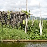 Floating garden in Inle Lake | Photo taken by Su-Lin T