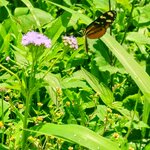 Photo taken by Brett F