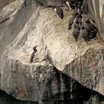 Common Guilemot | Photo taken by Amol L