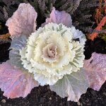 Photo taken by Meg K