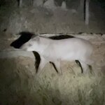 Photo taken by Sathees R