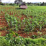 Photo taken by Rodney S