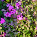 Wild flowers | Photo taken by Seng Aung S