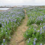Trail through the Lupins, Keflavik | Photo taken by Werner B