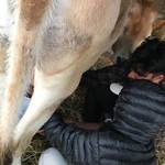 Milking a cow!  | Photo taken by Clare I