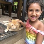 Cat  | Photo taken by Nitin A